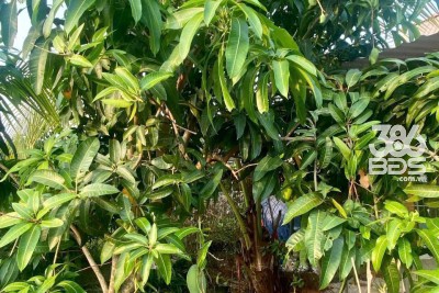 Nhà vườn xã Trung Lập Thượng, Củ Chi tổng dt 1000m2 đất vườn giá 2,5 tỷ