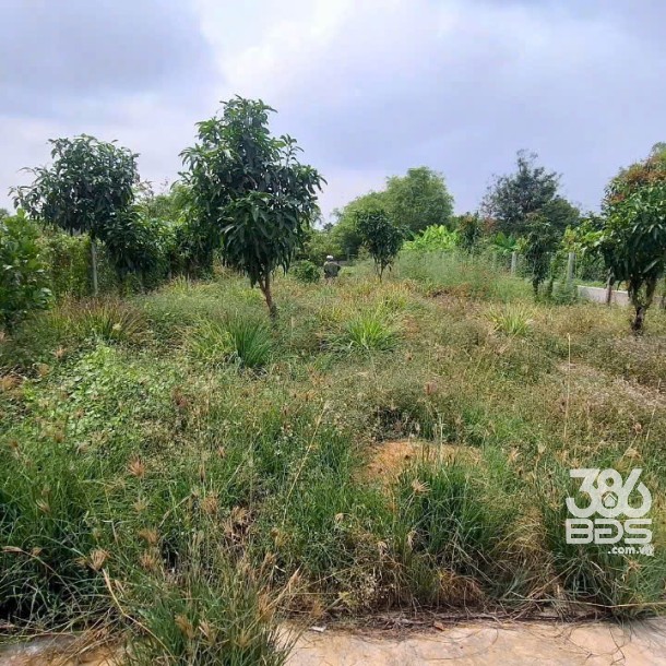 1000m2 đất bao gồm 508m2 thổ thích hợp làm nhà vườn xã Mỹ Lộc, huyện Cần Giuộc giá 3,8 tỷ-2