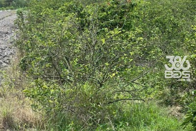 5300m2 đất vườn ấp 10, xã Lương Hòa giá 3,5 tỷ