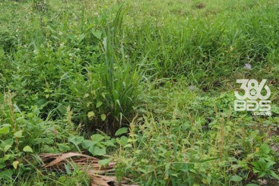 850m2 thổ cư hẻm ấp Bình Thủy, xã Hòa Khánh Đông , Đức Hòa giá 7,5 tỷ