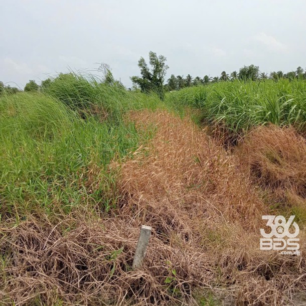 1500m2 đất vườn xã Lương Hòa, Bến Lức, Long An giá 2,4 tỷ-1