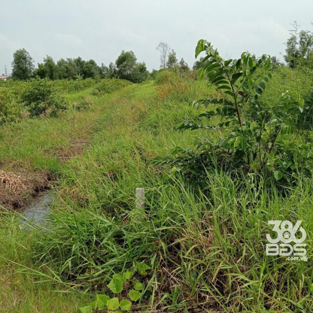 1500m2 đất vườn xã Lương Hòa, Bến Lức, Long An giá 2,4 tỷ-3