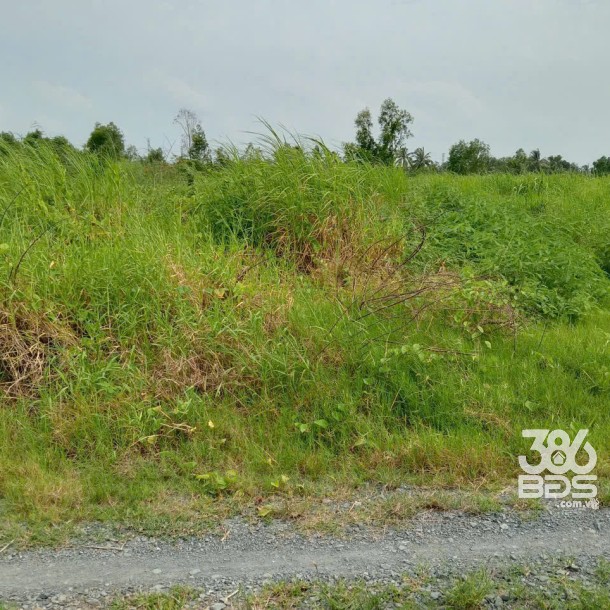 1500m2 đất vườn xã Lương Hòa, Bến Lức, Long An giá 2,4 tỷ-4