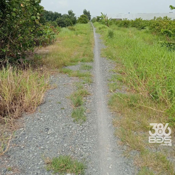 1500m2 đất vườn xã Lương Hòa, Bến Lức, Long An giá 2,4 tỷ-5