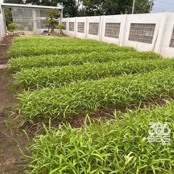300m2 đất thổ cư mặ tiền Kênh Đại Hội, xã Thuận Thành, Cần Giuộc giá 1,9 tỷ-1