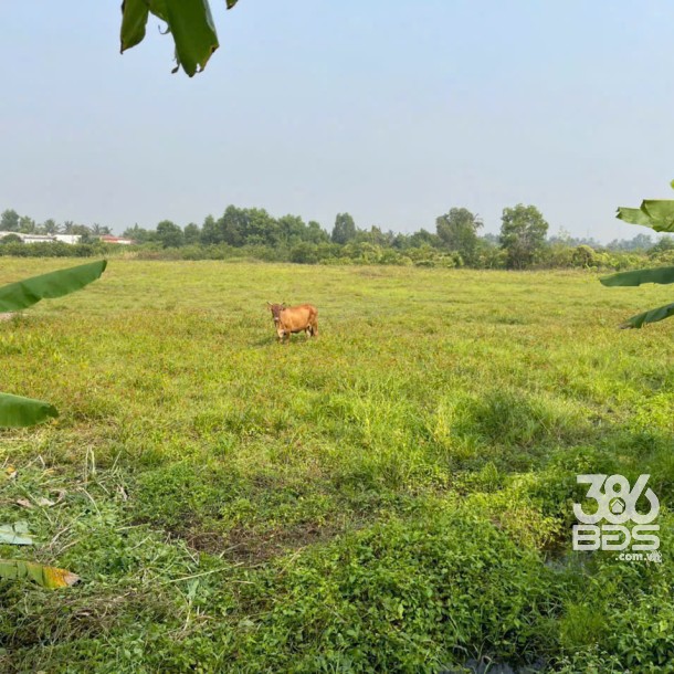 700m2 đất lúa ấp 10, xã Lương Hòa, Bến Lức, Long An giá 1,3 tỷ-5