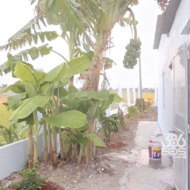 Nhà vườn hẻm Nguyễn Văn Thọ, xã Lạc Tấn, huyện Tân Trụ tổng dt 500m2 2pn 2wc giá 2 tỷ-6