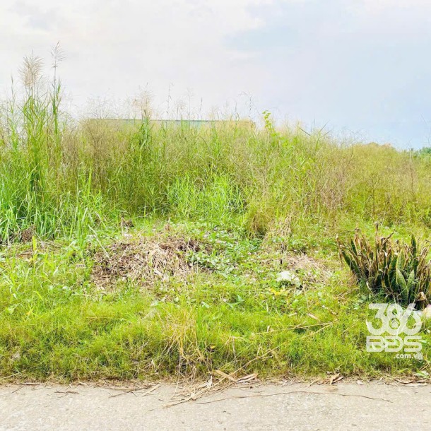 131m2 đất thổ cư đường Phạm Thị Cầm, xã Mỹ Lộc, Cần Giuộc ,Long An giá 1,15 tỷ-3