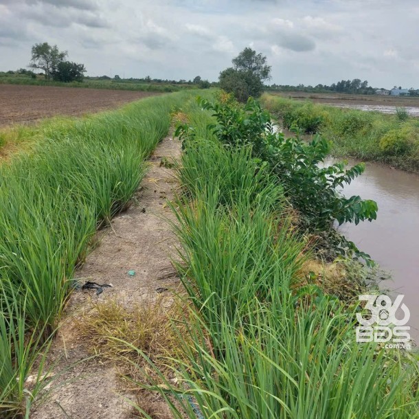 4871m2 đất lúa cạnh đường Vành Đai 3, xã Tân Hòa, Bến Lức, Long An giá 3,9 tỷ-9