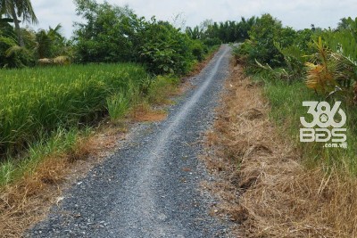 Bán nhà cấp 4 ,tổng dt 328m2 ( đất lúa ) xã Tân Bửu, Bến Lức  giá 1,2 tỷ