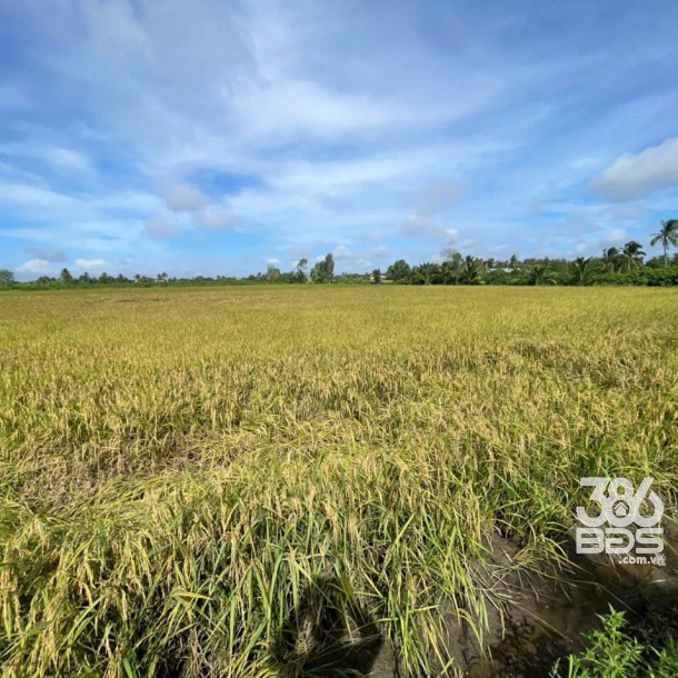 Bán đất vườn 2 mặt tiền kênh dt 5000m2 ở xã An Thạnh, Bến Lức giá 3,75 tỷ-7