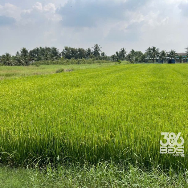 Bán 1.700m2 đất ( 400m2 thổ + 1300m2 lúa) xã An Thạnh, Bến Lức giá 5,6 tỷ-6