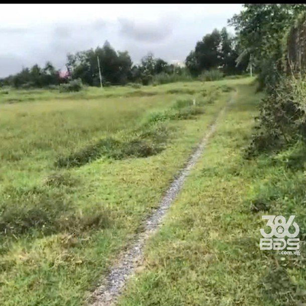 Bán đất thổ cư thị trấn Hậu Nghĩa, Đức Hòa dt 280m2 giá 1,5 tỷ-1