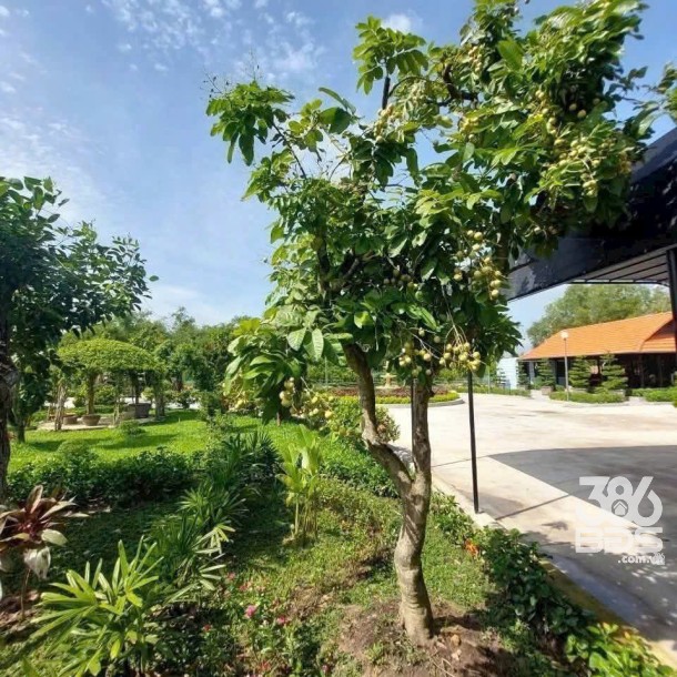 Bán nhà vườn đẹp thị trấn Hậu Nghĩa, Đức Hòa tdt 4300m2 ( có 292m2 thổ cư ) giá 12,5 tỷ-7