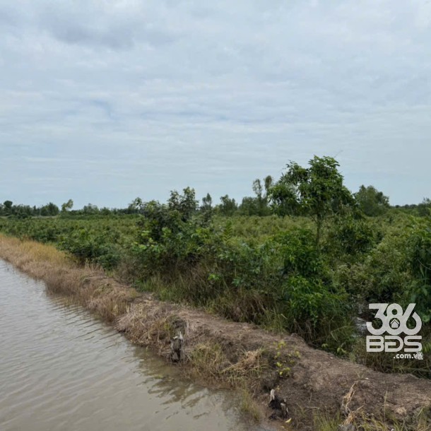 Bán đất vườn đường đá xanh xe 3 gác ,xã Tân Hòa, Bến lức dt 3000m2 giá 2,2 tỷ-4