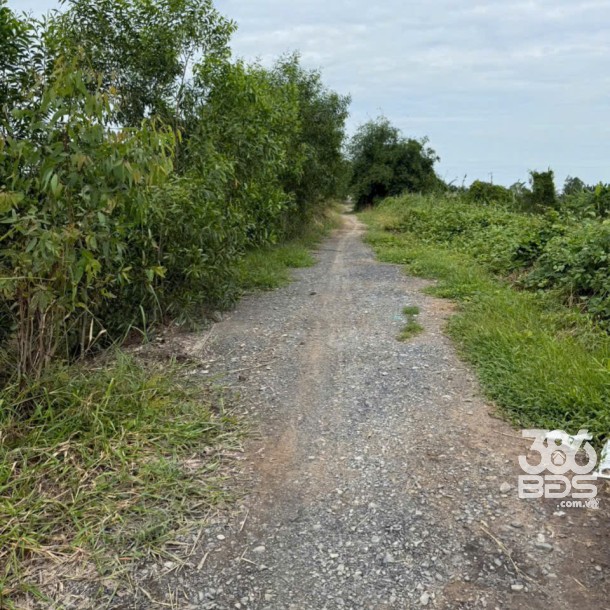 Bán đất vườn đường đá xanh xe 3 gác ,xã Tân Hòa, Bến lức dt 3000m2 giá 2,2 tỷ-7