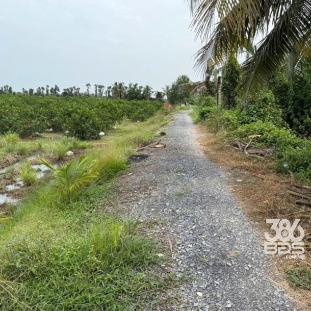 Bán đất thổ + vườn mặt tiền kênh ở xã Tân Hòa, Bến Lức tdt 1297m2 ( có 1200m2 thổ) giá 1,3 tỷ-3