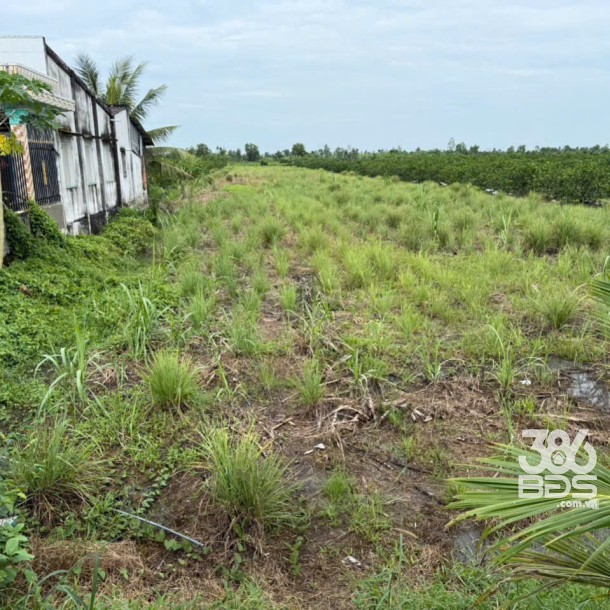 Bán đất thổ + vườn mặt tiền kênh ở xã Tân Hòa, Bến Lức tdt 1297m2 ( có 1200m2 thổ) giá 1,3 tỷ-4