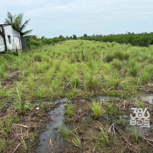 Bán đất thổ + vườn mặt tiền kênh ở xã Tân Hòa, Bến Lức tdt 1297m2 ( có 1200m2 thổ) giá 1,3 tỷ-5