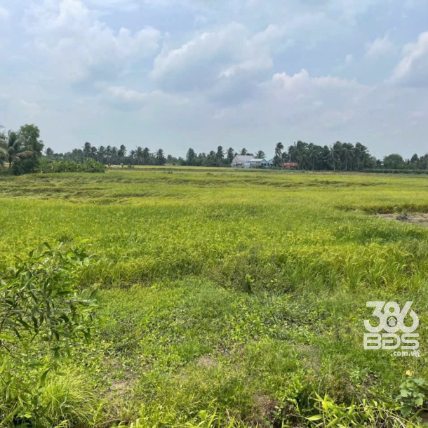 Bán đất mặt tiền kênh ở xã Tân Bửu , Bến Lức tdt 9600m2 ( có 131m2 thổ) giá 10 tỷ-5