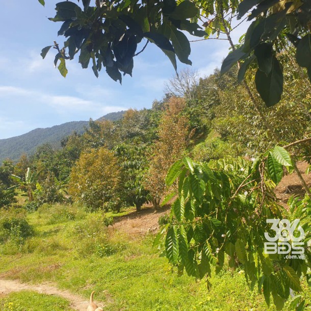 Bán đất vườn view đẹp thôn 10, xã Lộc Nam tdt 14.500m2 giá 11,2 tỷ-9