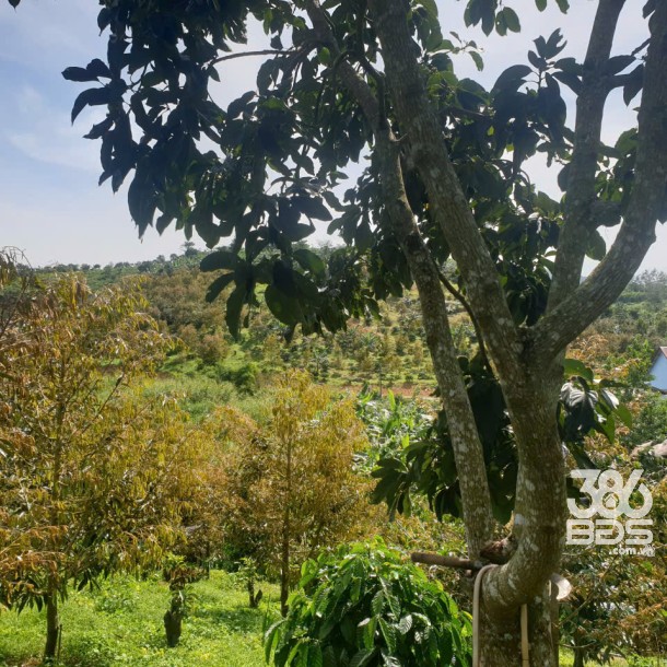 Bán đất vườn view đẹp thôn 10, xã Lộc Nam tdt 14.500m2 giá 11,2 tỷ-13