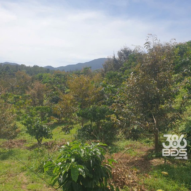 Bán đất vườn view đẹp thôn 10, xã Lộc Nam tdt 14.500m2 giá 11,2 tỷ-16