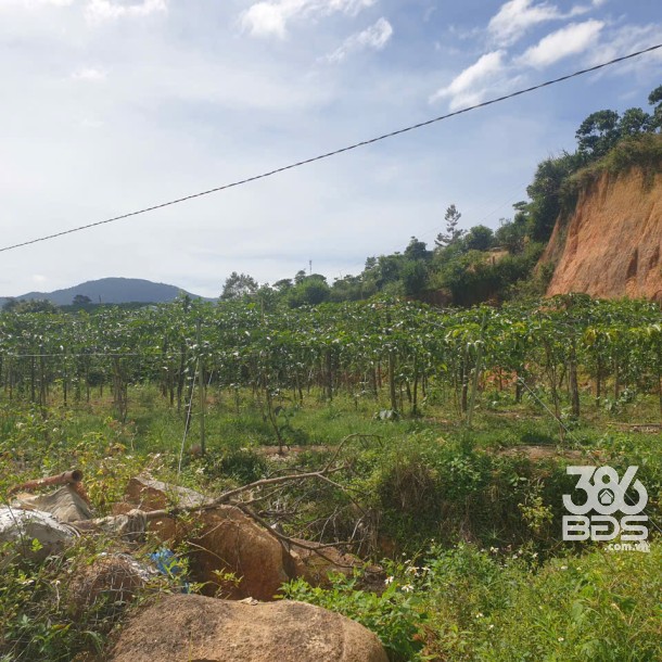 Bán đất vườn view, mặt tiền đường nhựa thôn 10, xã Lộc Nam, huyện Bảo Lâm dt 8.876m2 giá 5,9 tỷ-3