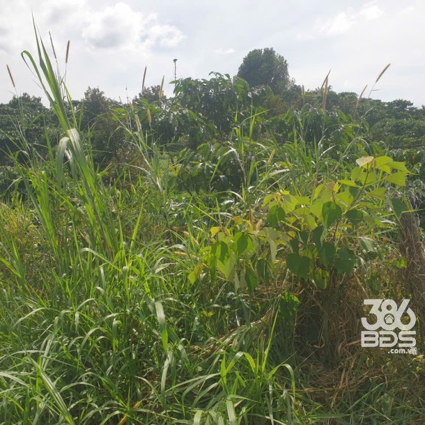 Bán đất vườn view, mặt tiền đường nhựa thôn 10, xã Lộc Nam, huyện Bảo Lâm dt 8.876m2 giá 5,9 tỷ-9