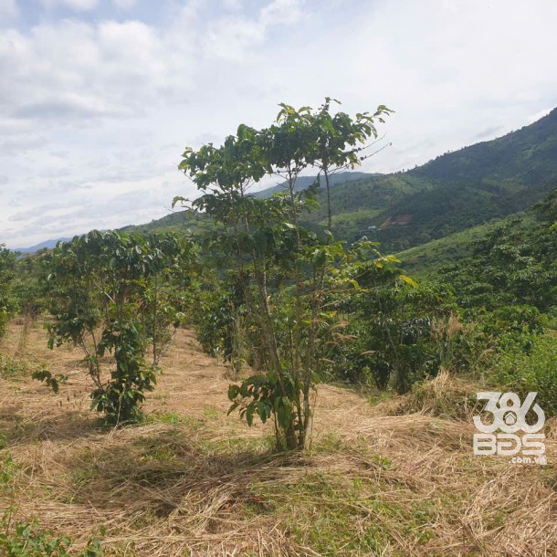 Bán đất vườn view, mặt tiền đường nhựa thôn 10, xã Lộc Nam, huyện Bảo Lâm dt 8.876m2 giá 5,9 tỷ-17