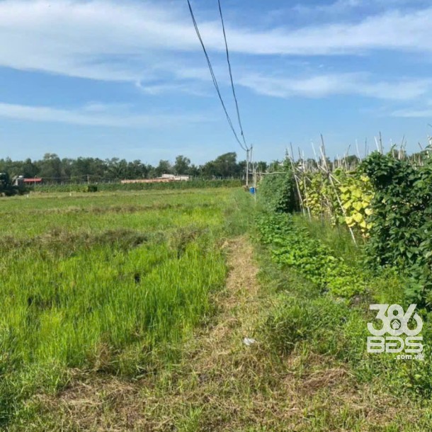 Bán đất thổ cư xã Mỹ Hạnh Bắc , Đức Hòa dt 240m2 giá 1,2 tỷ-4