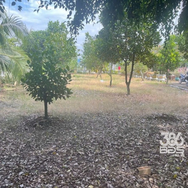 Bán nhà vườn xã Long Cang , Cần Đước tdt hơn 1200m2 đất + vườn gía 3,95 tỷ-1