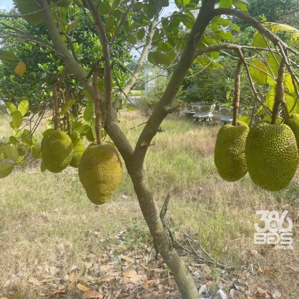 Bán nhà vườn xã Long Cang , Cần Đước tdt hơn 1200m2 đất + vườn gía 3,95 tỷ-4