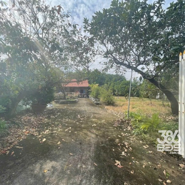 Bán nhà vườn xã Long Cang , Cần Đước tdt hơn 1200m2 đất + vườn gía 3,95 tỷ-7