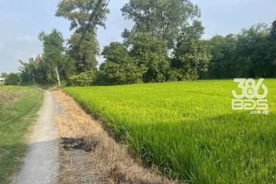 Bán 1000m2 đất lúa khu vực chuyển thổ , thích hợp phân lô xã Phước Tuy, Cần Đước giá chốt 1,3 tỷ