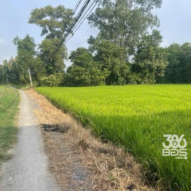 Bán 1000m2 đất lúa khu vực chuyển thổ , thích hợp phân lô xã Phước Tuy, Cần Đước giá chốt 1,3 tỷ-3