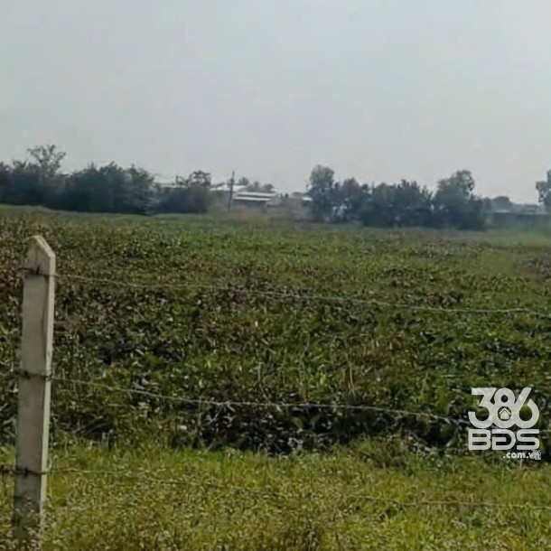 Bán cái ao đường beton xã Đức Hòa Thượng tdt 5812m2 ( có 731m2 thổ ) giá 6,5 tỷ-3