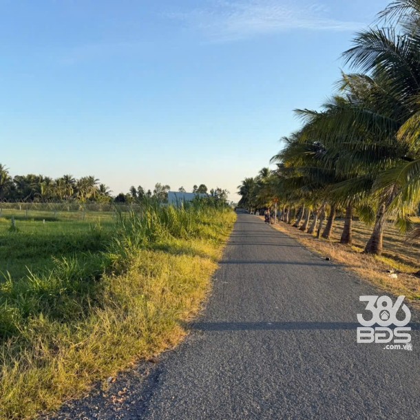 Bán đất lúa vuông vức đường rộng ở xã Mỹ Thạnh Đông , Đức Huệ tdt 1042m2 giá chốt 1,5 tỷ-1