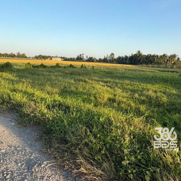 Bán đất lúa vuông vức đường rộng ở xã Mỹ Thạnh Đông , Đức Huệ tdt 1042m2 giá chốt 1,5 tỷ-2