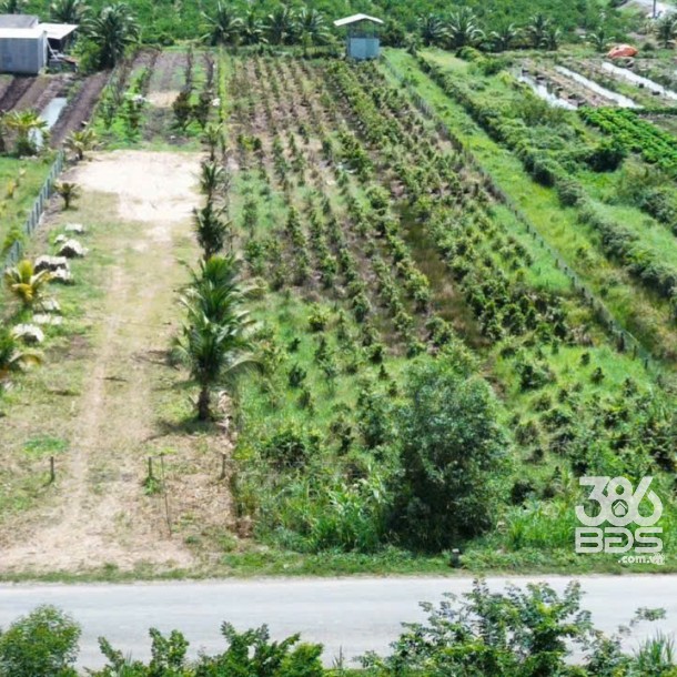 Bán đất mặt tiền tỉnh lộ 818 , xã Tân Thành, huyện Thủ Thừa dt 1926m2 ( có 1080m2 thổ ) giá 7,5 tỷ-4