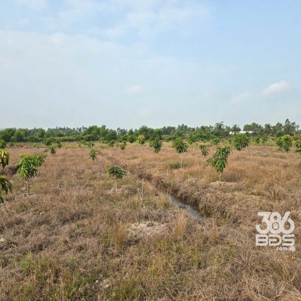 3 lô đất vườn cực đẹp tại xã Tân Thành, Thủ Thừa dt 1069m2 giá 800 triệu 1 lô-3