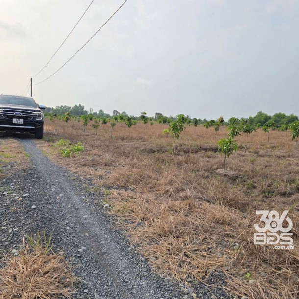 3 lô đất vườn cực đẹp tại xã Tân Thành, Thủ Thừa dt 1069m2 giá 800 triệu 1 lô-4