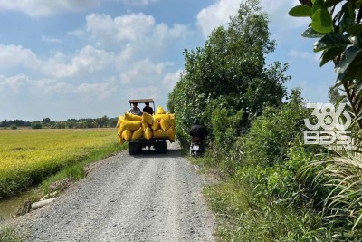 Bán đất ấp 3 xã Tân Thành, Thù Thừa tdt 1000m2 ( 290m2 thổ ) giá 1,15 tỷ