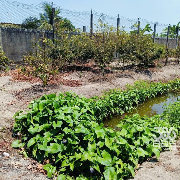 Bán nhà vườn mt đường Nguyễn Văn Ngộ , Nhị Thành , Thủ Thừa tdt 3200m2 ( 620m2 thổ) giá 9 tỷ-5