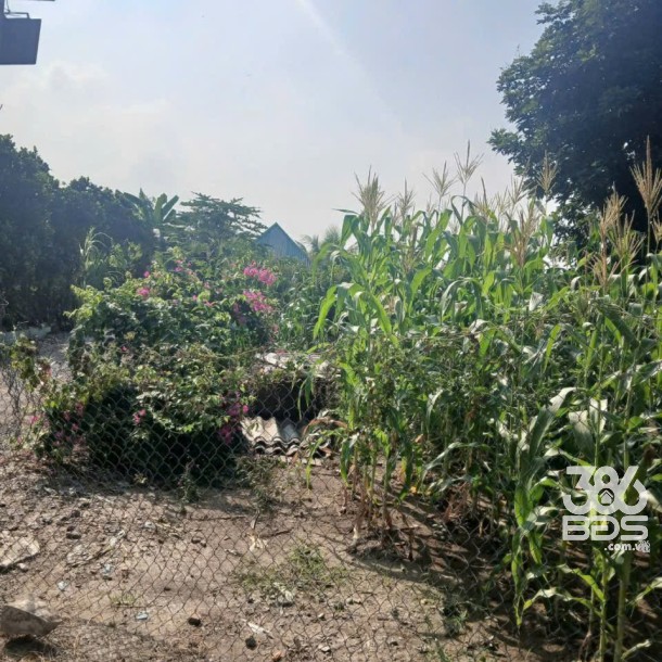 Bán nhà vườn nhỏ xinh ở Nhựt Chánh , Bến Lức tdt 900m2 ( 115m2 thổ) giá 2,2 tỷ-6