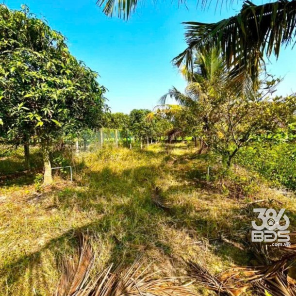 Bán gấp lô đất xã Hiệp Hòa tdt 6500m2 ( 300m2 thổ ) đường đá xanh 5m giá 5,5 tỷ-6