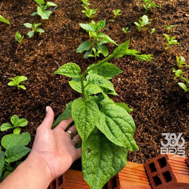 Bán nhà vườn thị trấn Bến Lức tdt 1191m2 đầy đủ tiện nghi giá 4,2 tỷ-7