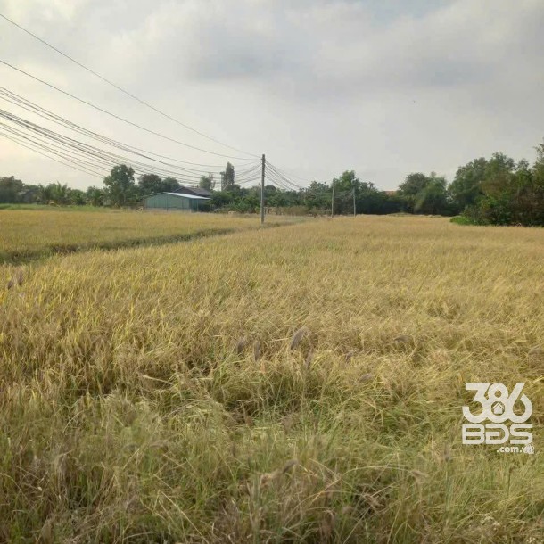 Bán đất thổ cư full đường xe tải xã Phước Đông , Cần Đước dt 1000m2 giá 3,5 tỷ-1