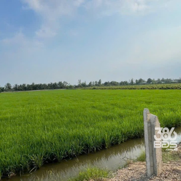 Bán đất vườn mặt tiền kênh ở xã Tân Hòa, Bến Lức dt 7896m2 giá 7,2 tỷ-5