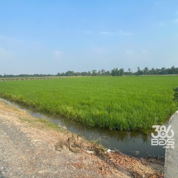 Bán đất vườn mặt tiền kênh ở xã Tân Hòa, Bến Lức dt 7896m2 giá 7,2 tỷ-6